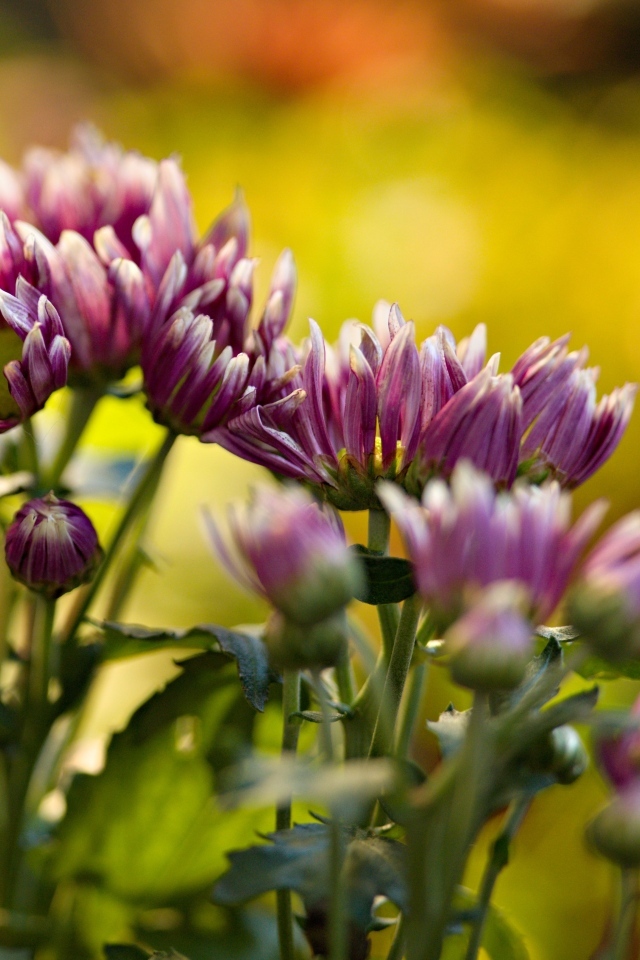 Розовые распускающиеся хризантемы на клумбе