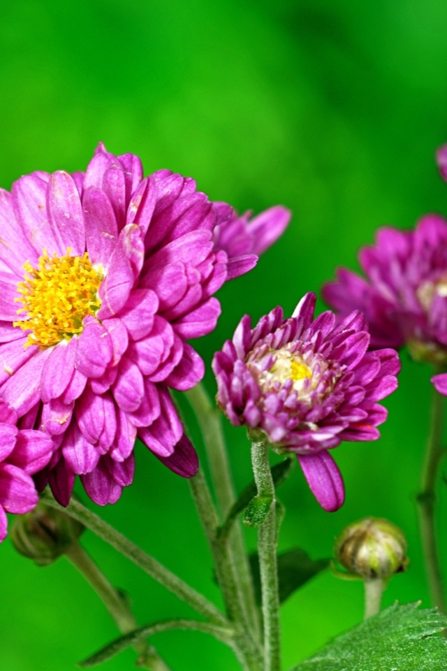 Розовые  хризантемы на зеленом фоне
