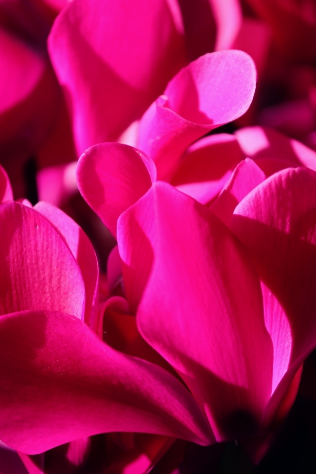 Розовые цветы цикламена крупным планом