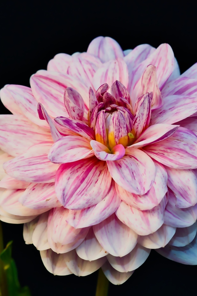 Розовый цветок георгина с бутоном на черном фоне