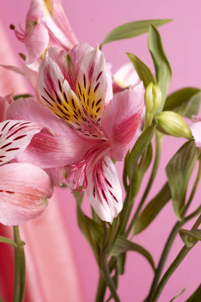 Розовые нежные цветы альстромерия крупным планом