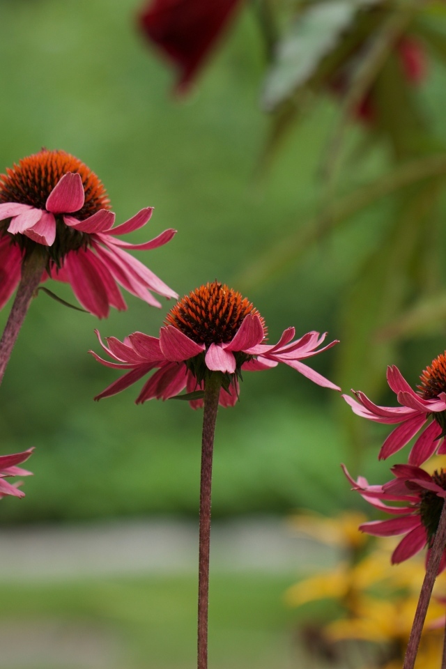 Розовые цветы эхинацея на клумбе