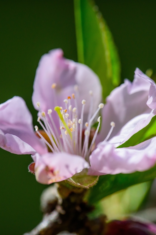 Розовый цветок на ветке дерева весной с зелеными листьями