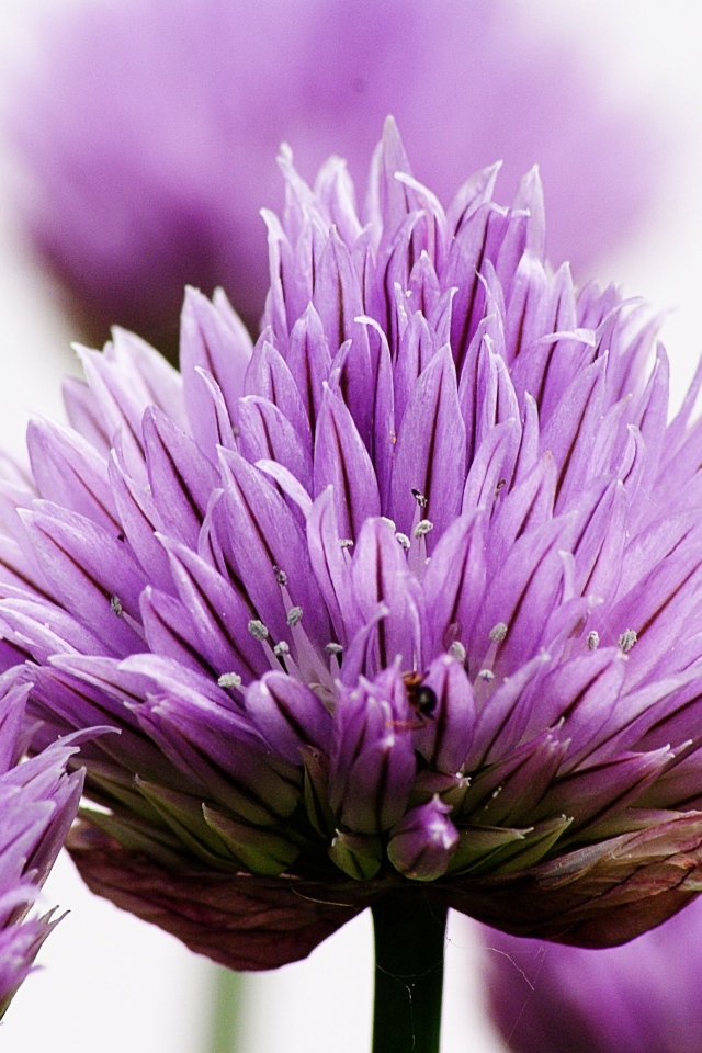 Розовые цветы декоративного лука крупным планом