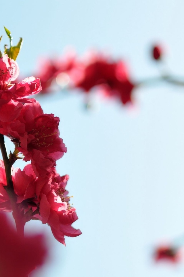 Розовые цветы на ветке на фоне голубого неба весной