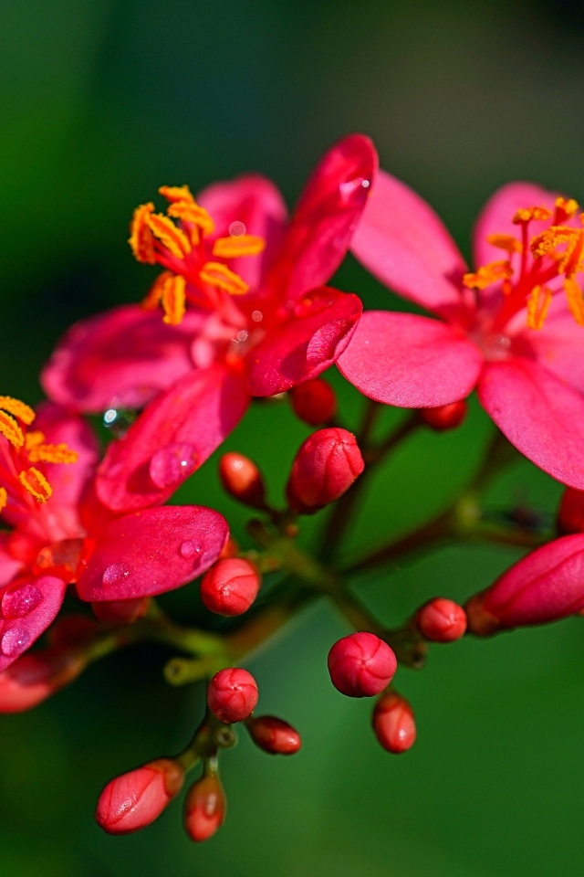 Розовые цветы на ветке на зеленом фоне