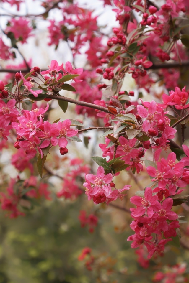 Розовые цветы на ветках дерева весной