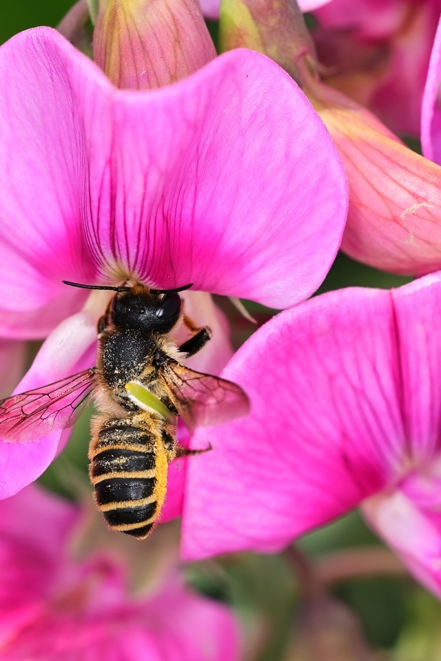 Розовые цветы с пчелой крупным планом