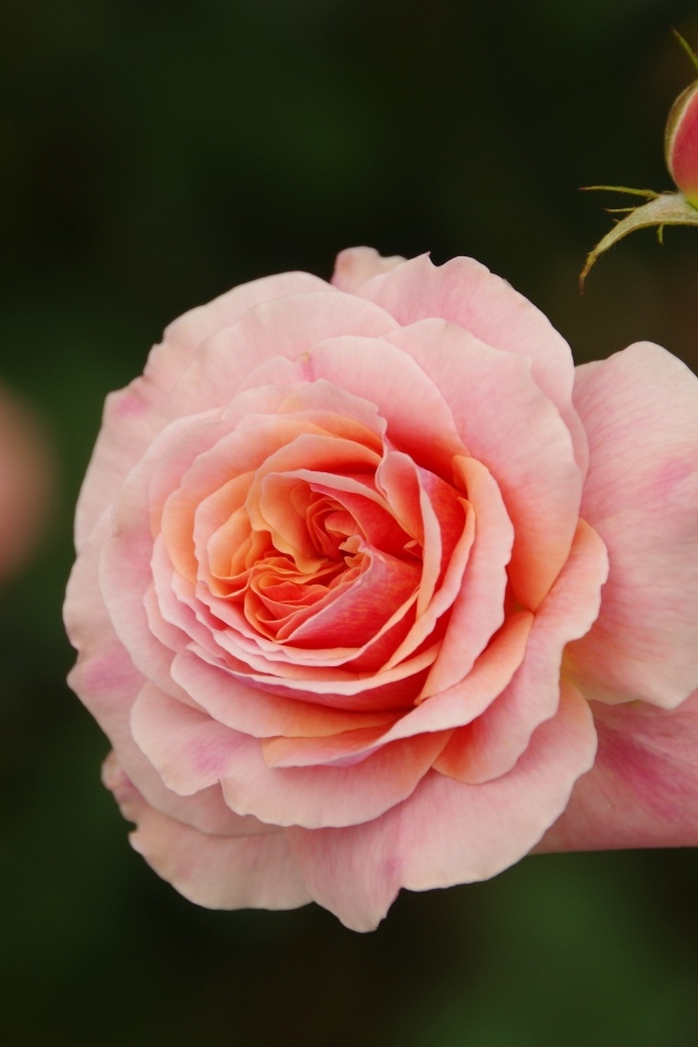 Розовая ароматная роза с бутоном 