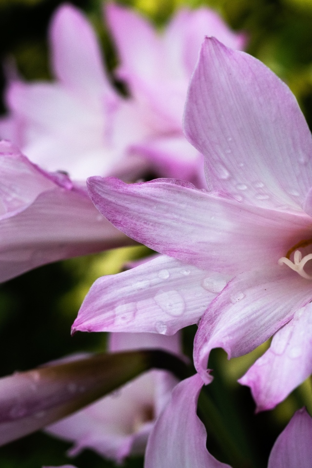 Розовые садовые лилии в каплях росы крупным планом