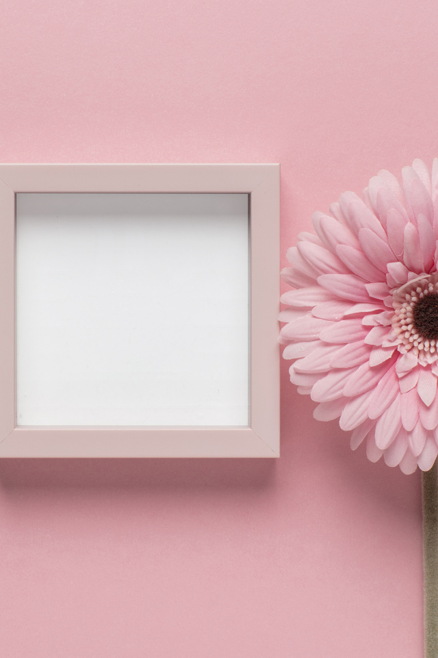 Розовая гербера с рамкой на розовом фоне, шаблон для открытки
