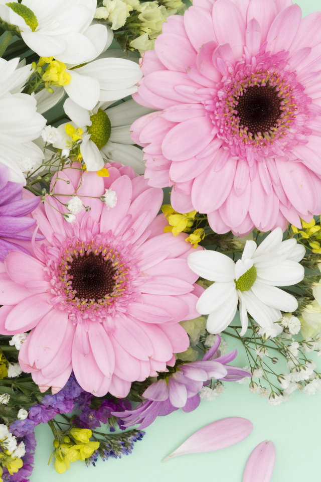 Розовые герберы и цветы хризантемы на голубом фоне