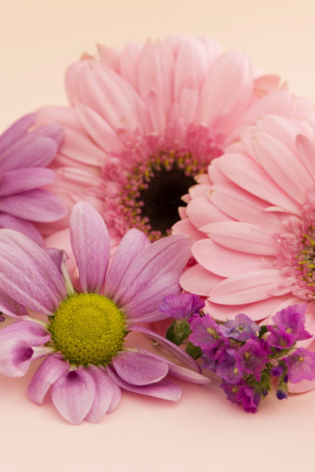 Розовые герберы и хризантемы крупным планом