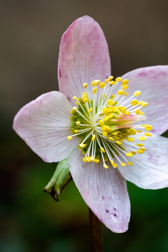 Розовый цветок морозник крупным планом