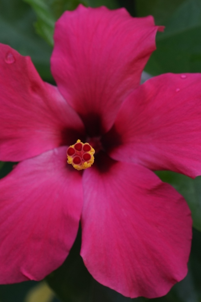 Розовый гибискус вид сверху