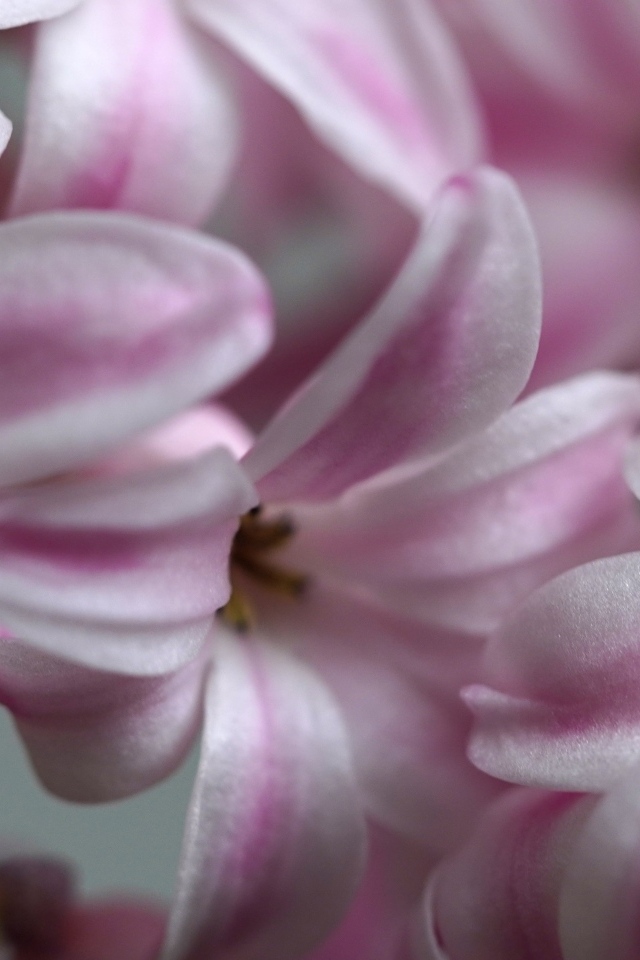 Розовые цветы гиацинта крупным планом