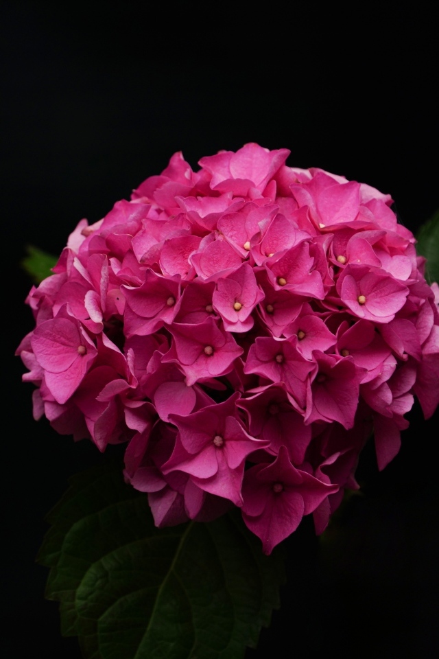 Розовые цветы гортензии крупным планом на черном фоне