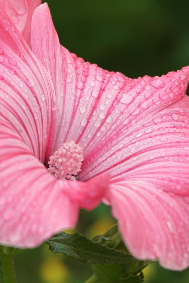 Розовый цветок лаватера