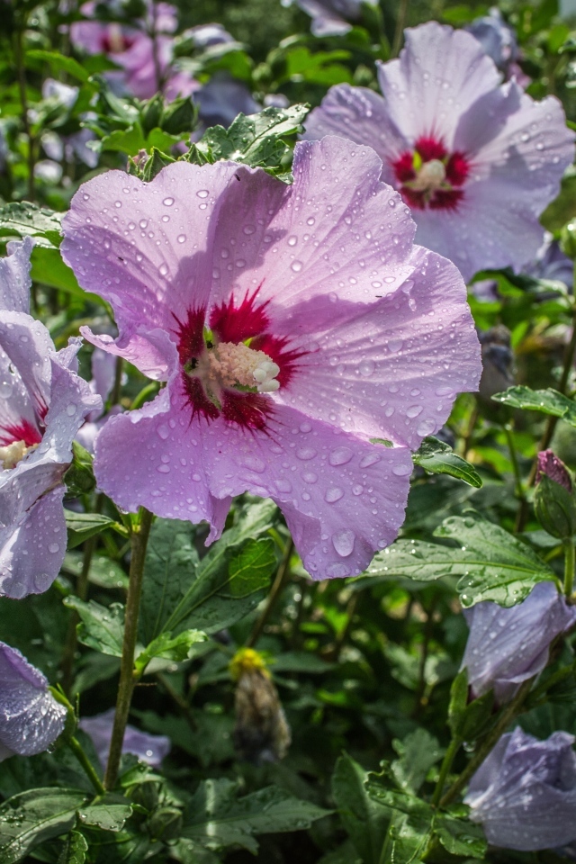 Розовые цветы лаватера в каплях воды