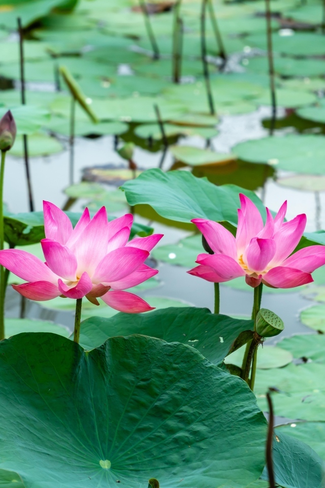 Розовые лотосы с большими зелеными листьями в воде