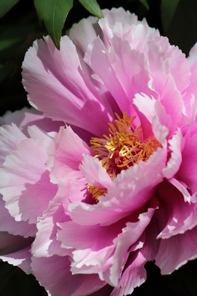 Розовый пышный садовый пион крупным планом