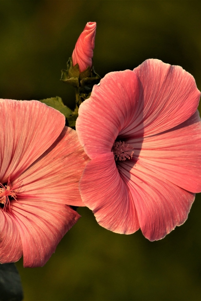 Розовые мальвы в лучах солнца