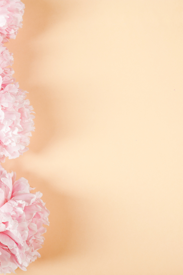 Розовые пионы на бежевом фоне,  шаблон 