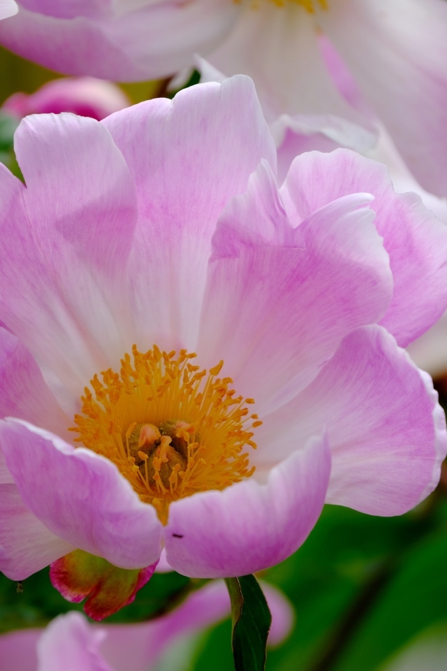 Розовые пионы с оранжевой серединой