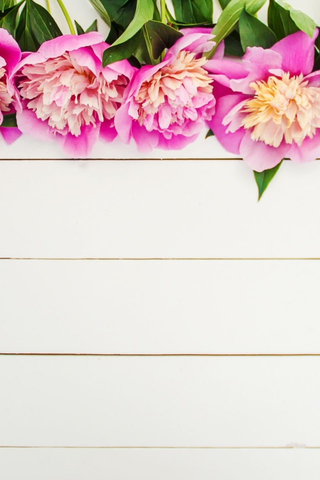 Розовые цветы пиона на белом деревянном фоне