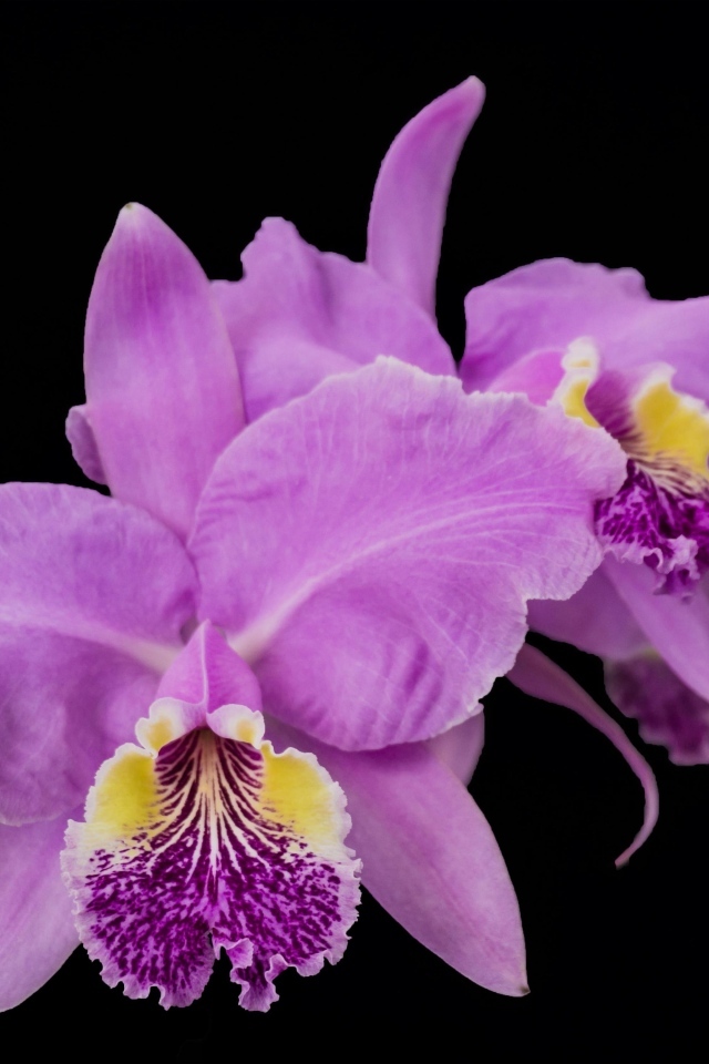 Розовые сорванные цветы орхидеи на черном фоне