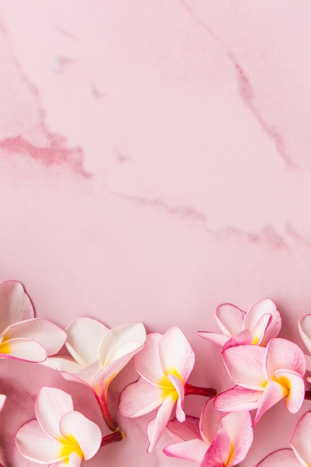 Розовые цветы плюмерии на розовом фоне