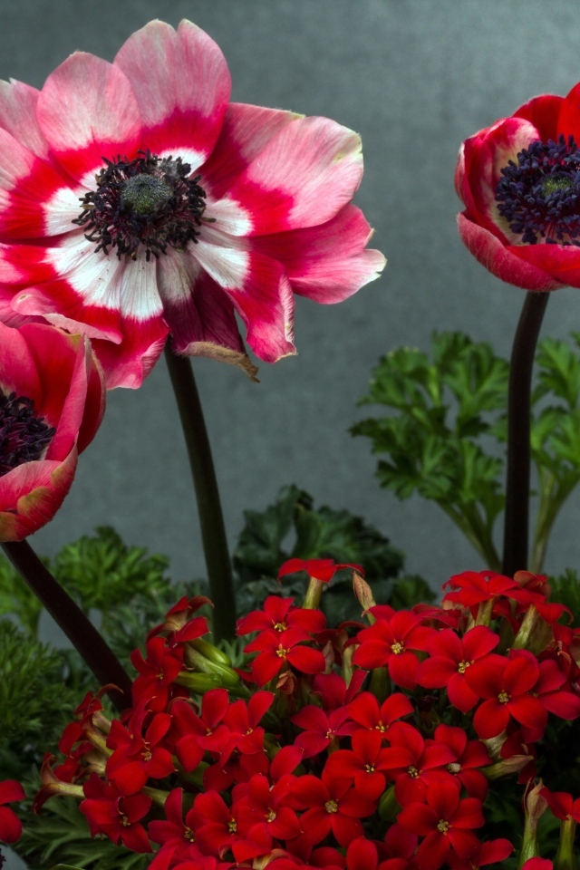 Розовые маки с цветами герани