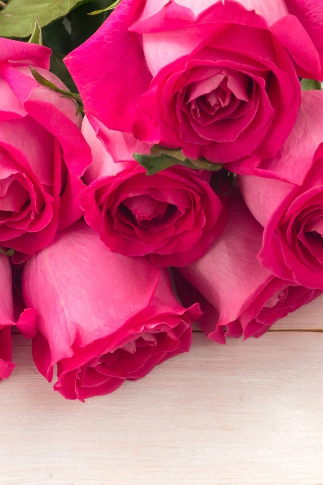 Бутоны розовых роз крупным планом