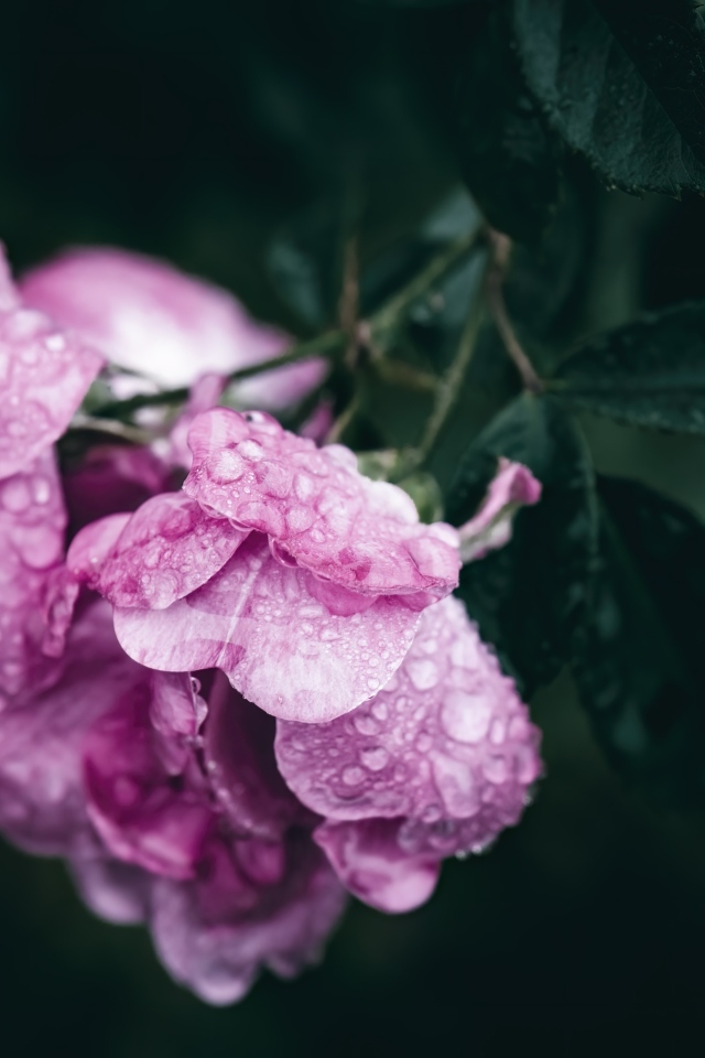 Розовая роза в каплях росы крупным планом