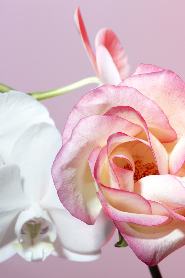 Розовая роза с белыми цветы орхидеи на розовом фоне