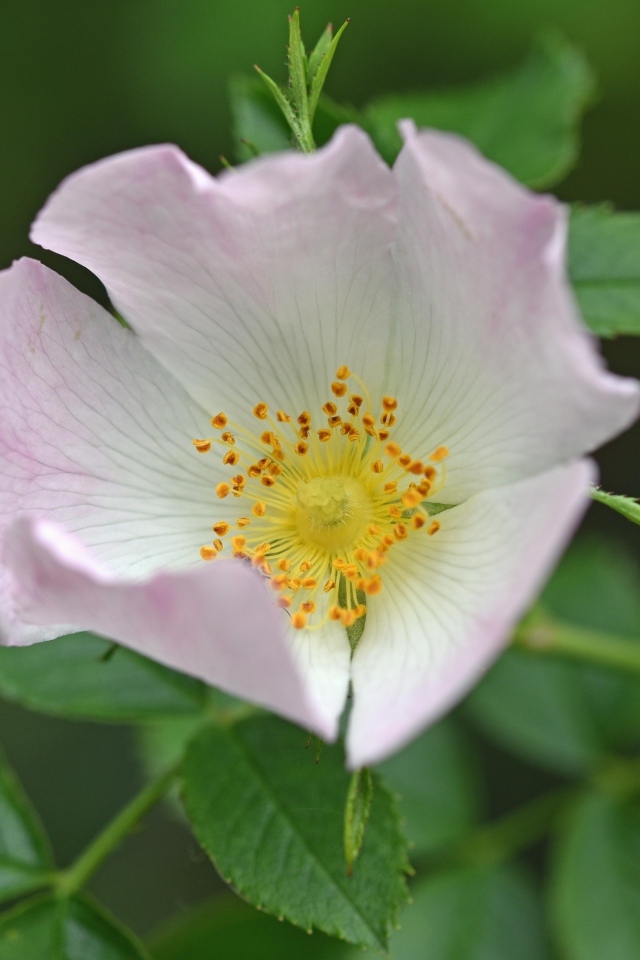 Розовый цветок шиповника с зелеными листьями крупным планом