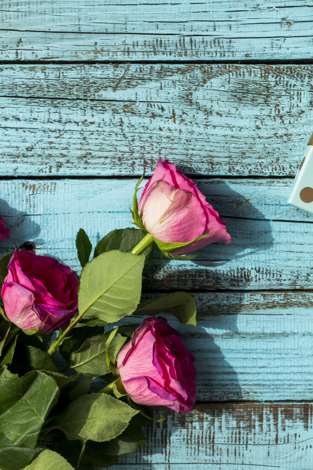 Розовые розы с подарком на голубом фоне на день рождения