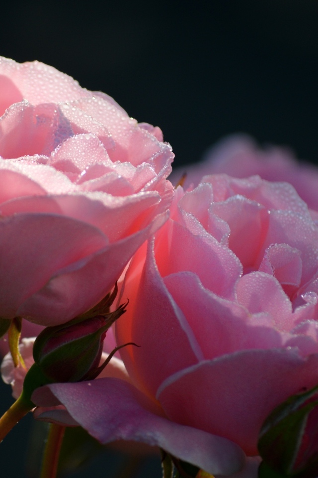 Розовые розы с бутонами с мокрыми лепестками