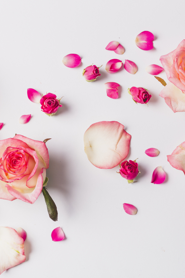 Розовые розы с лепестками на сером фоне