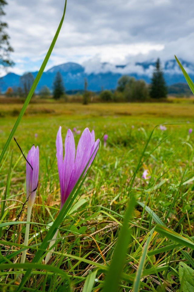 Розовые цветы шафрана на поле весной
