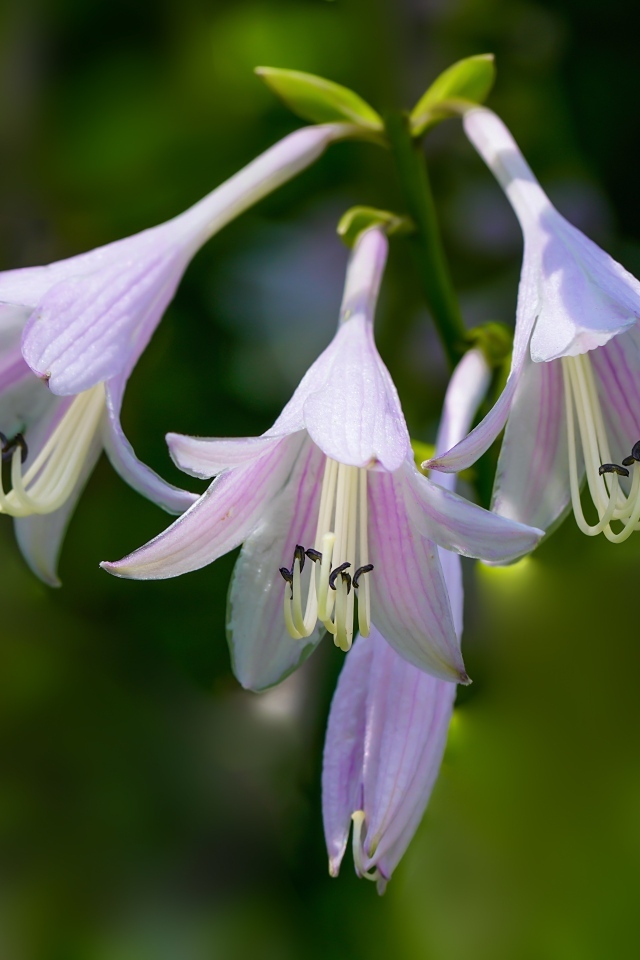 Розовые маленькие садовые лилии на ветке