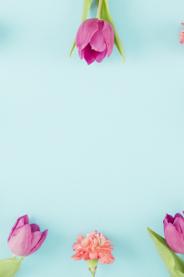 Розовые тюльпаны и гвоздики на голубом фоне, шаблон 