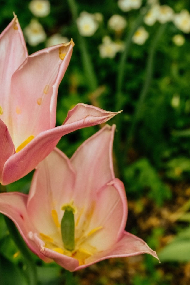 Розовые тюльпаны на клумбе крупным планом