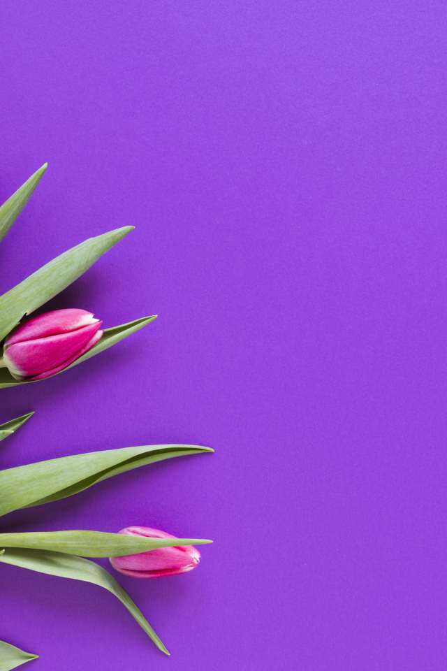 Розовые тюльпаны на сиреневом фоне, шаблон 