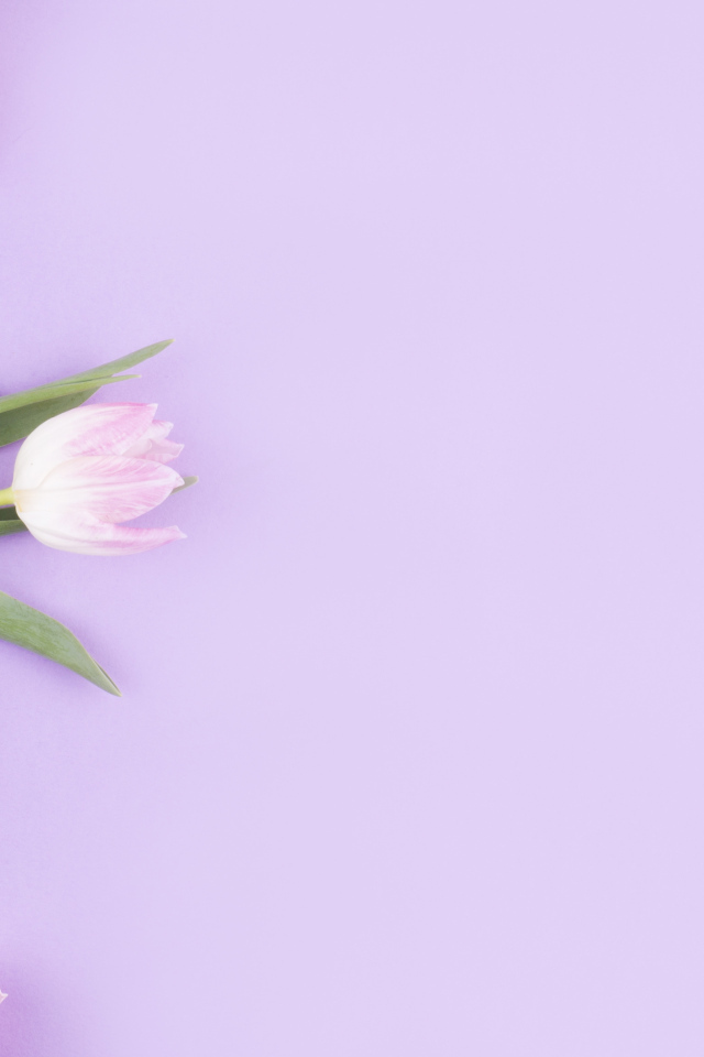 Розовые тюльпаны с гиацинтами на сиреневом фоне