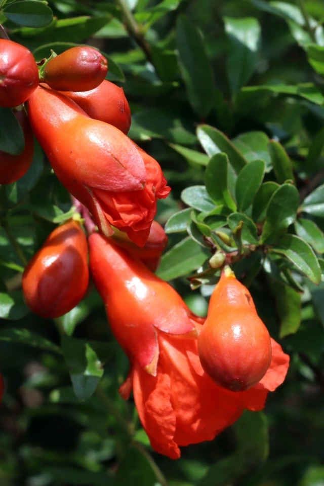 Цветы граната на ветке с зелеными листьями