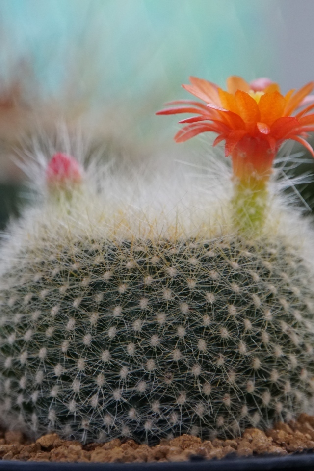 Колючий кактус в горшке с цветами