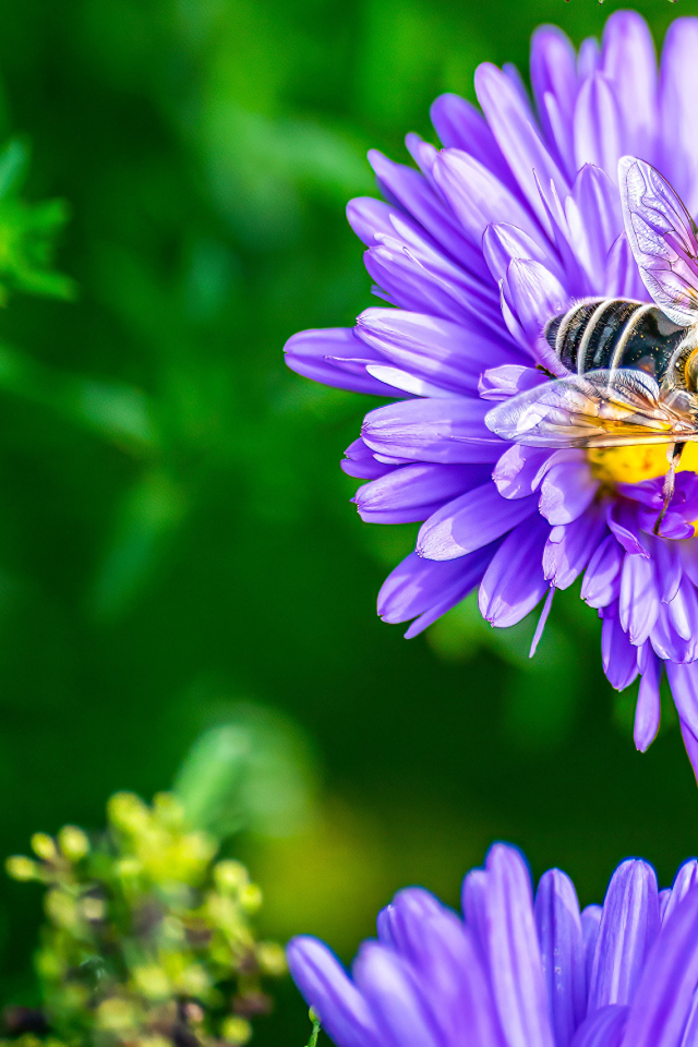 Фиолетовые садовые астры с пчелой