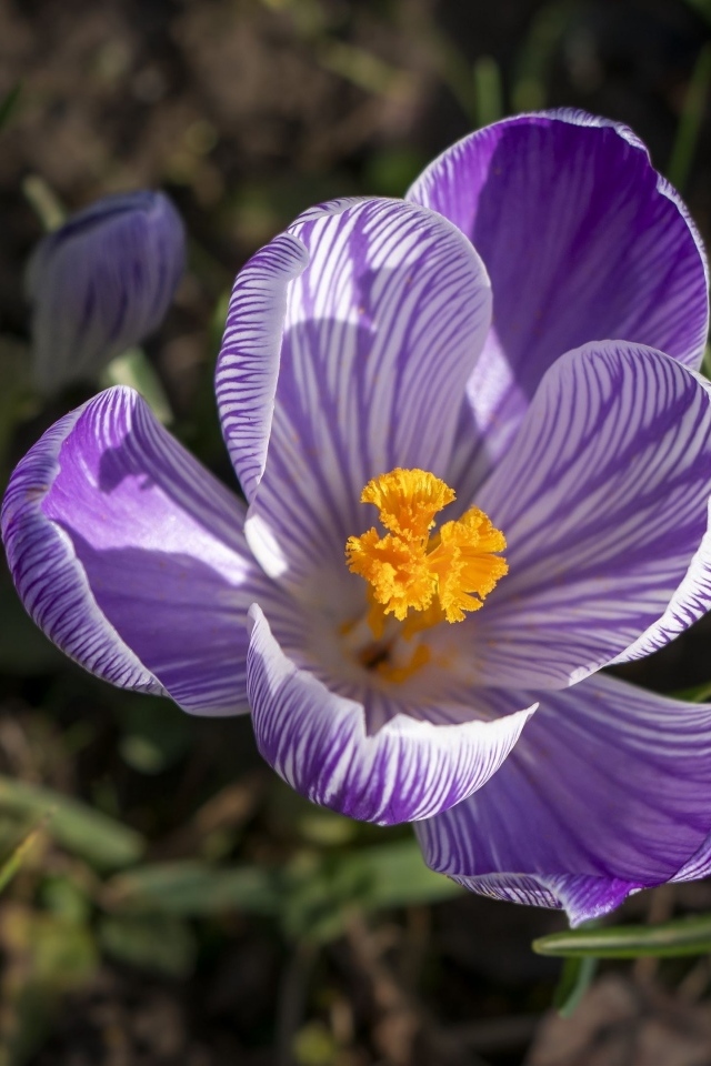 Фиолетовые и белые крокусы в лучах солнца