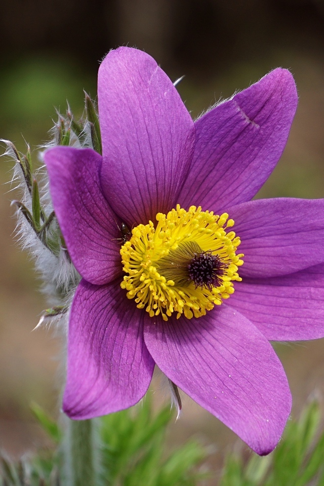 Фиолетовый цветок анемона с желтой серединкой крупным планом на поле